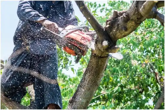 tree services Decatur